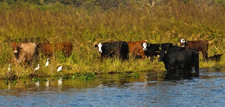 Cows-1-761303-edited.jpg