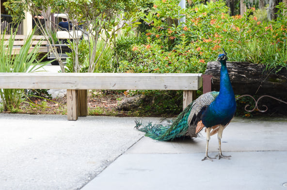 Peacock in Orlando
