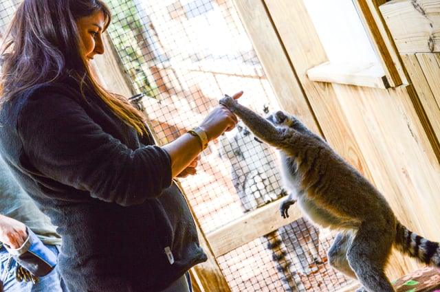 Lemur and girl holding hands