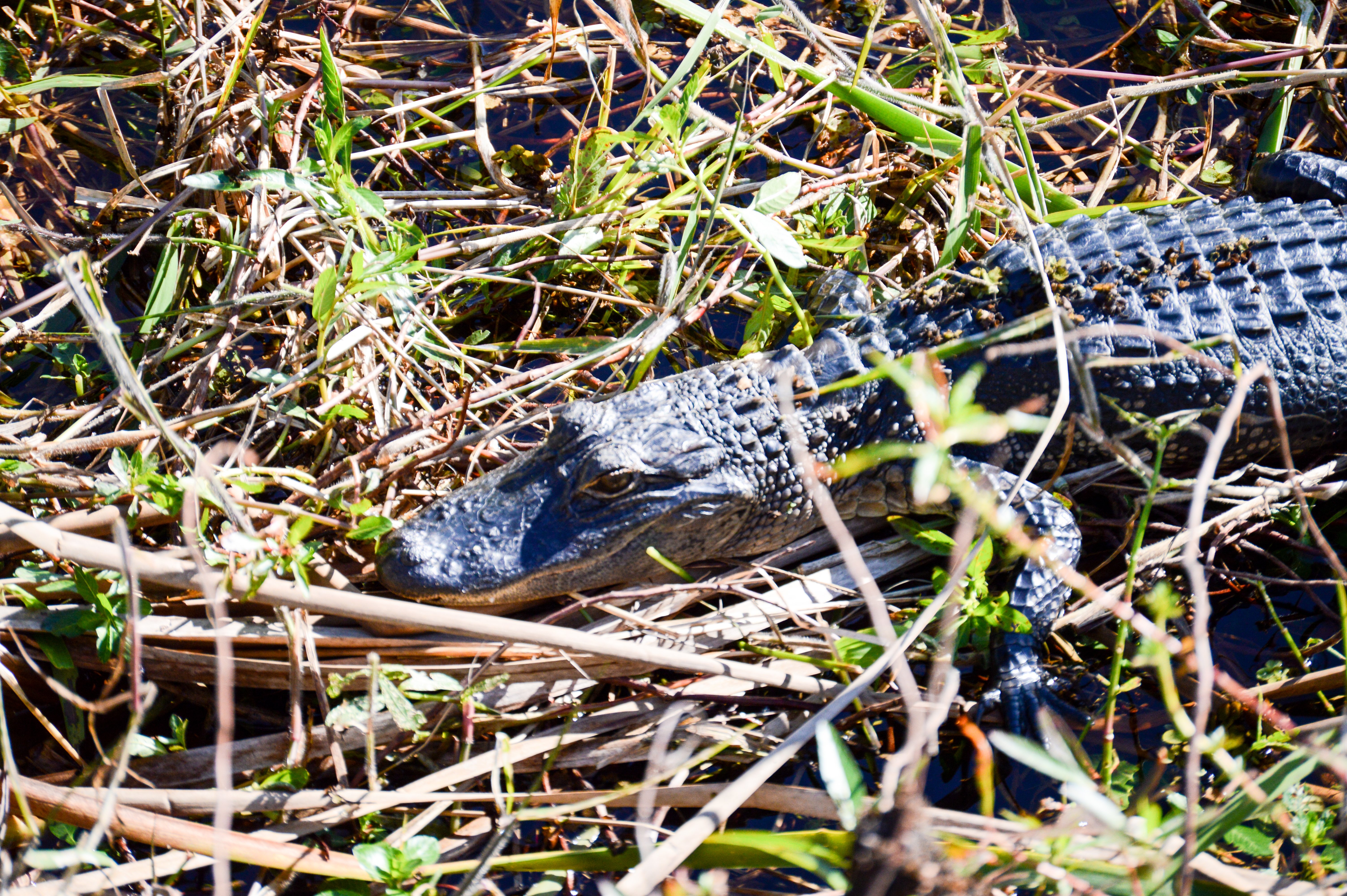 Young, adolescent gator sun bathing in the Everglades