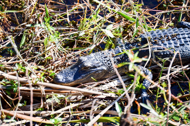 Alligator in the Florida Everglades