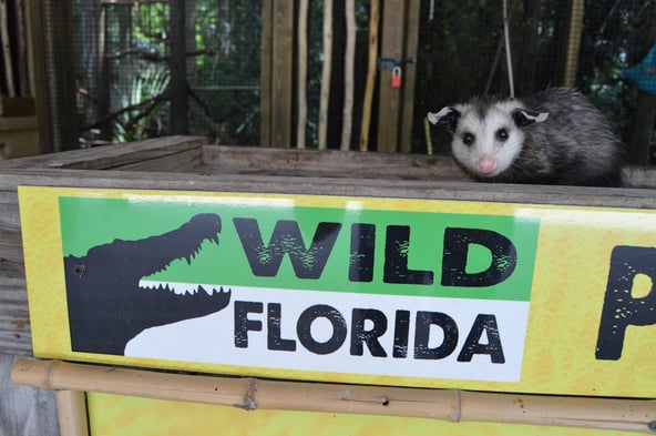 Opossum at Wild Florida