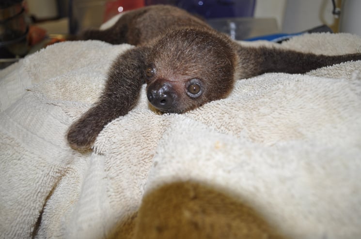 How do sloths breed How do sloths breed