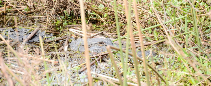 Florida airboat ride