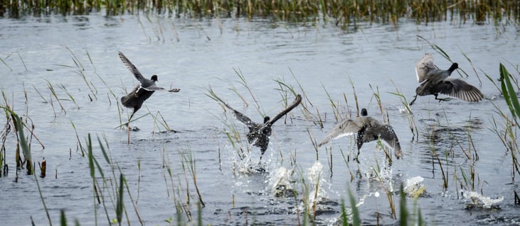 Orlando airboat ride