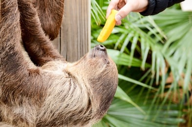 wildlife and gator park orlando