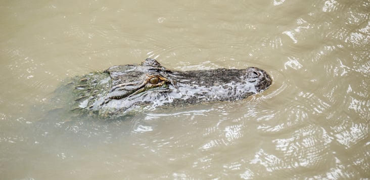 American alligator emerging head from water at Wild Florida Gator Park