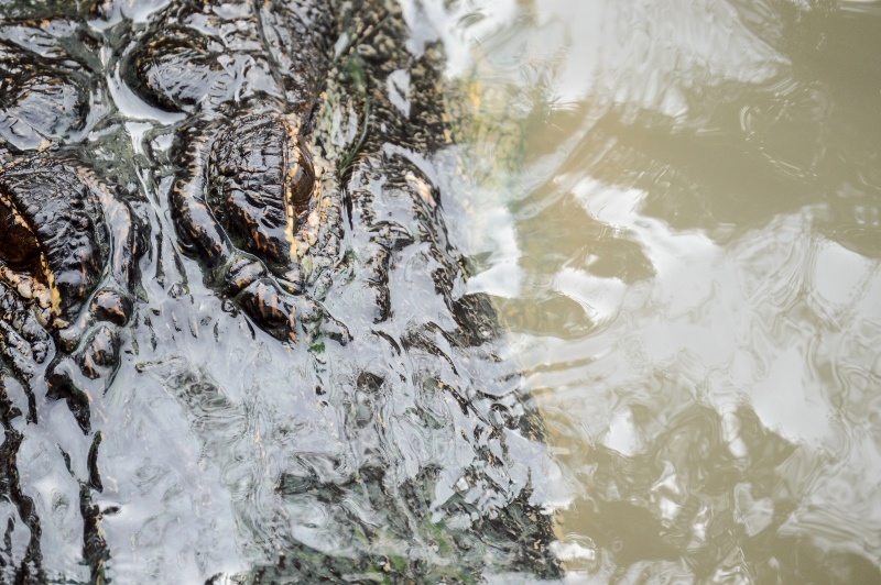 10 Fun Emojis For Your Visit to Wild Florida