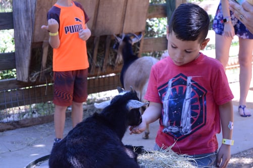 Young child feeding a baby goat  at Wild Florida Gator Park