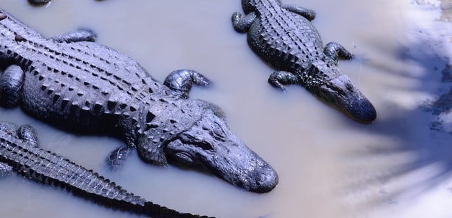 Alligators Vs Crocodiles: The 7 Differences - The Fact Site