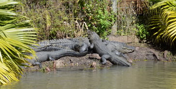 alligatorer i Florida