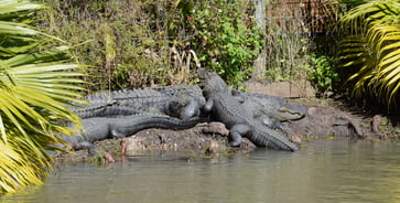 Los caimanes en Florida