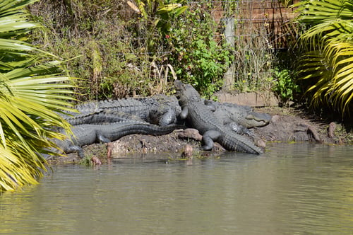 Mama gator with baby gators