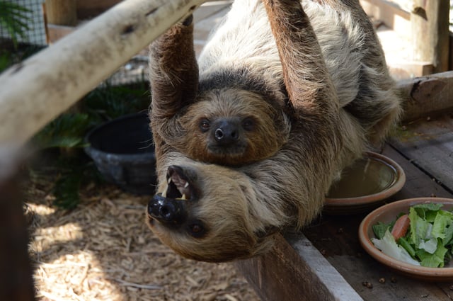 Wild Florida sloths