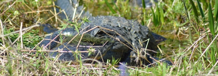 see alligators on an airboat ride in Florida