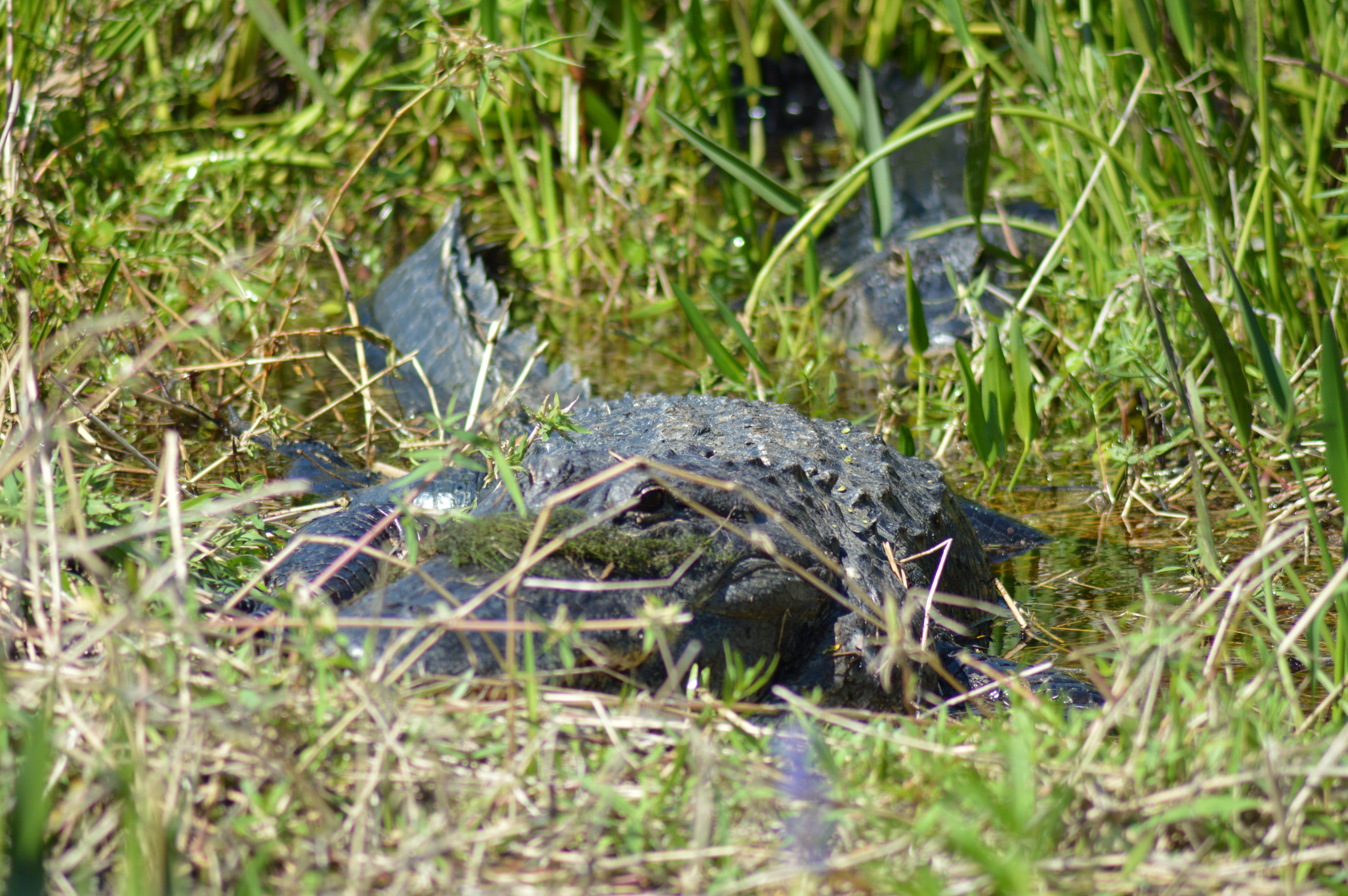 Adult gator sitting in the Everglades at Wild Florida