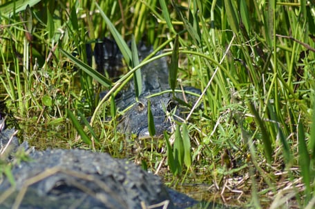 Everglades airboat tours