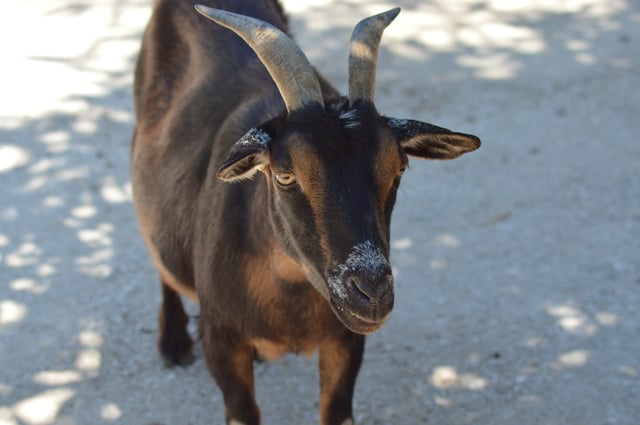 Petting zoo at Wild Florida