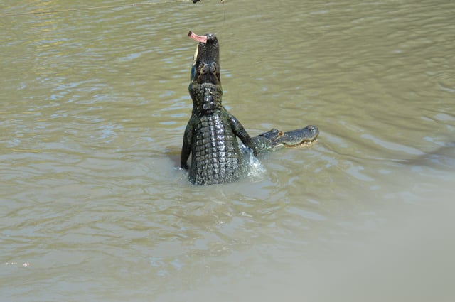 American alligator jumping for Chicken