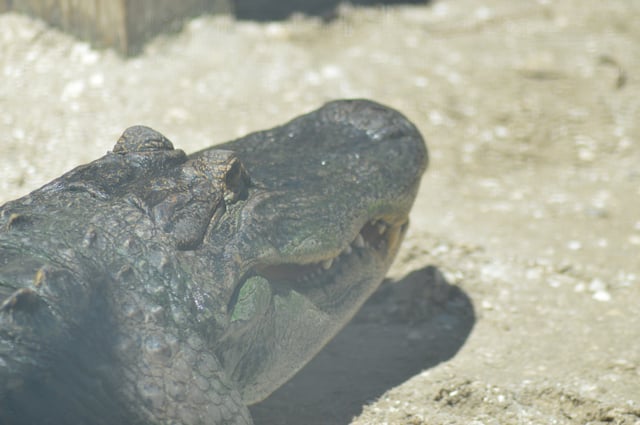 Alligators in Florida