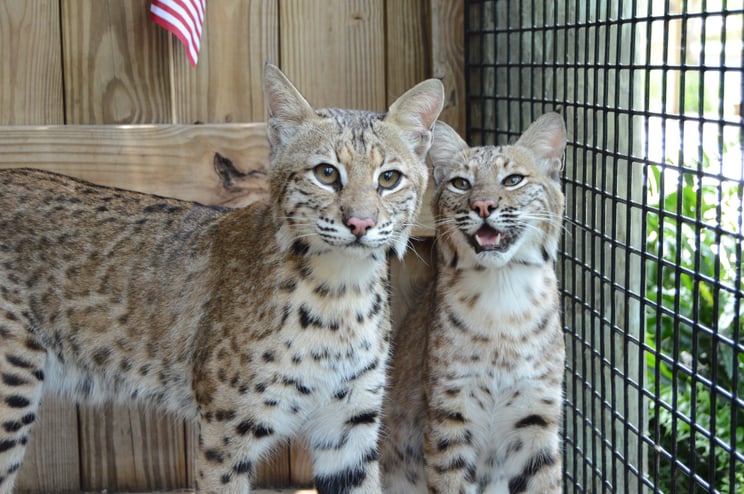 Bobcats