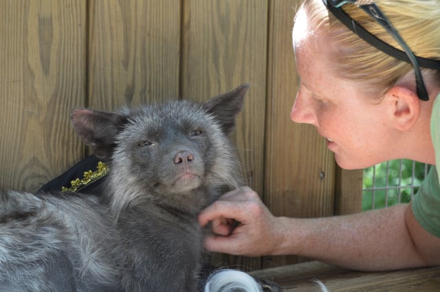 Fox with animal keeper