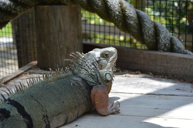 Iguana at Wild Florida