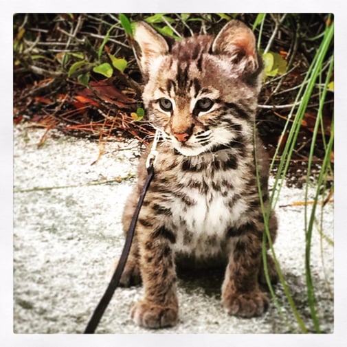 florida bobcat