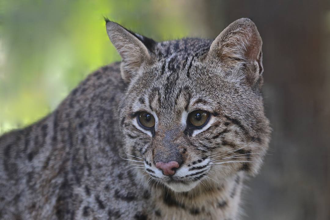 Duke bobcat at Wild Florida