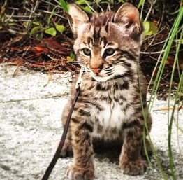 baby bobcat