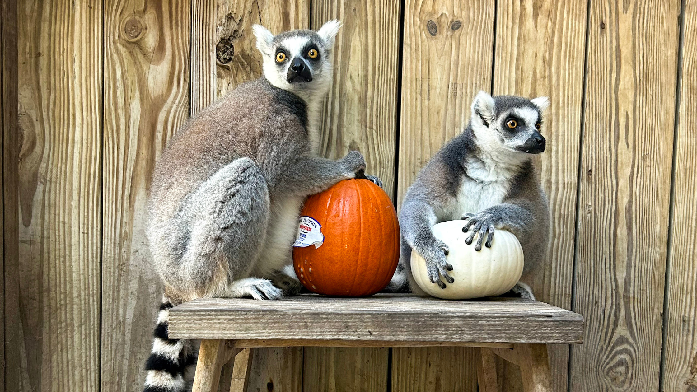 Two ring-tailed lemurs sitting with pumpkins in preparation for the pumpkin painting event at Wild Florida