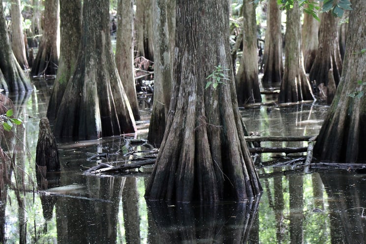 Florida Cypress