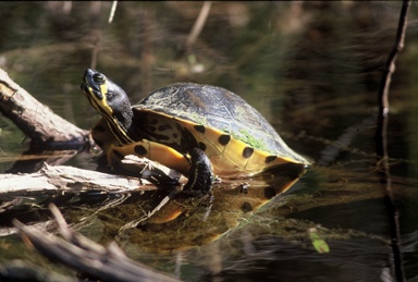 Everglades airboat tour