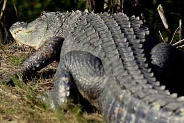 Florida-Alligator