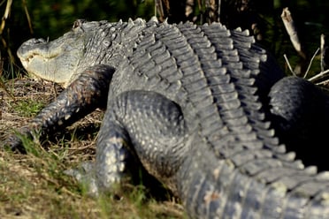 alligatore della Florida