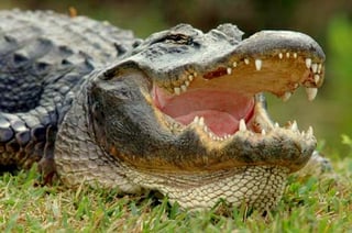 parc à alligators