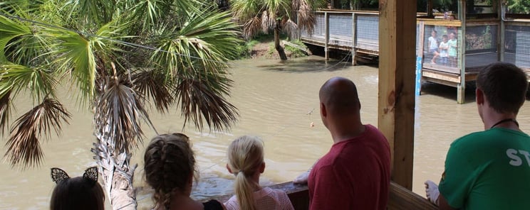 Gator Encounter at Wild Florida