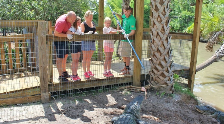 Gator Encounter in Florida