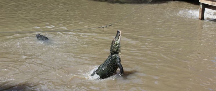 Alligators in Florida