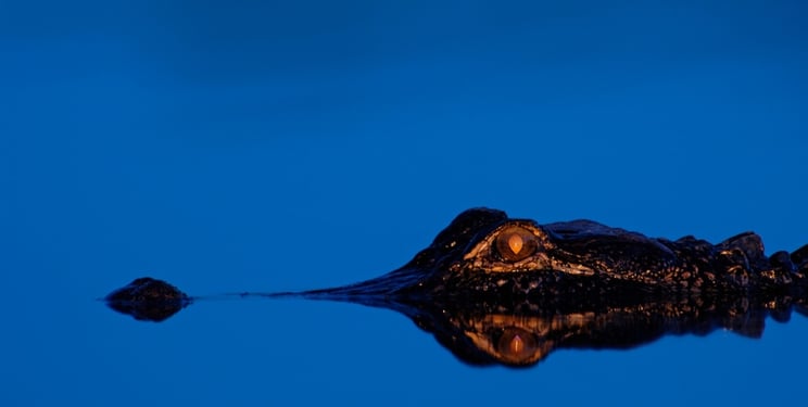 Orlando airboat tours