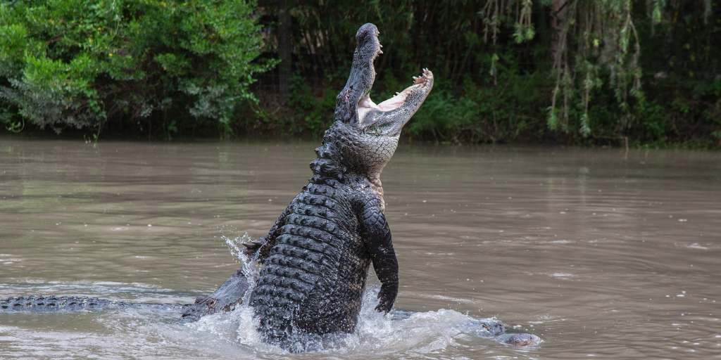 Gator Jumpathon during Gator Week at Wild Florida