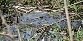 American alligator in the marsh