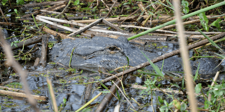 airboat rides in Florida