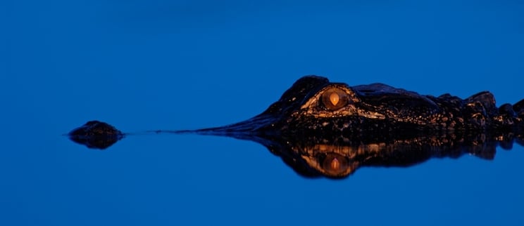 Gator_Eye-819877-edited-846253-edited.jpg