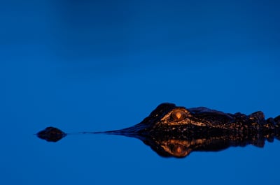 gator eyes at night