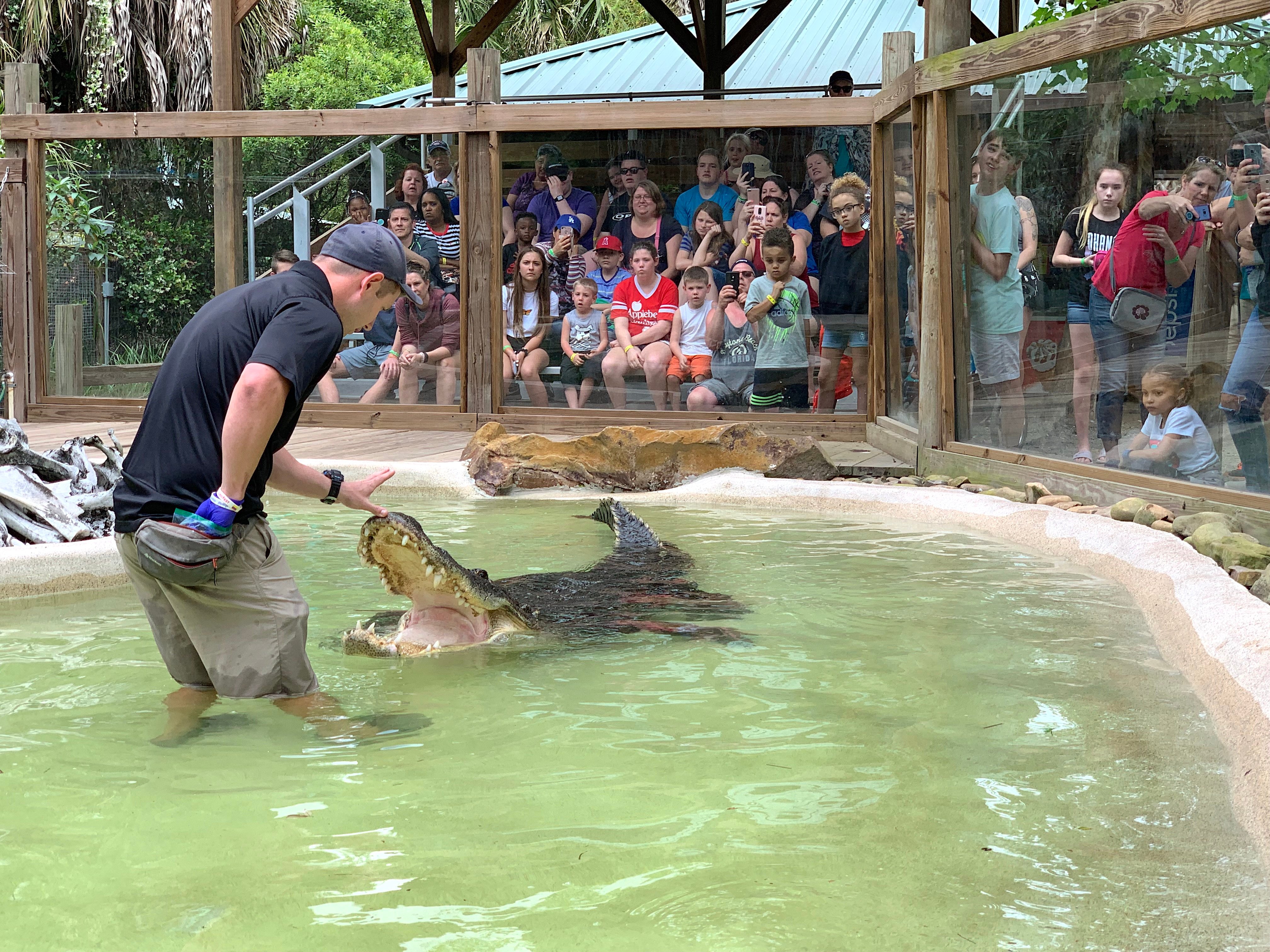 Gator Week at Wild Florida