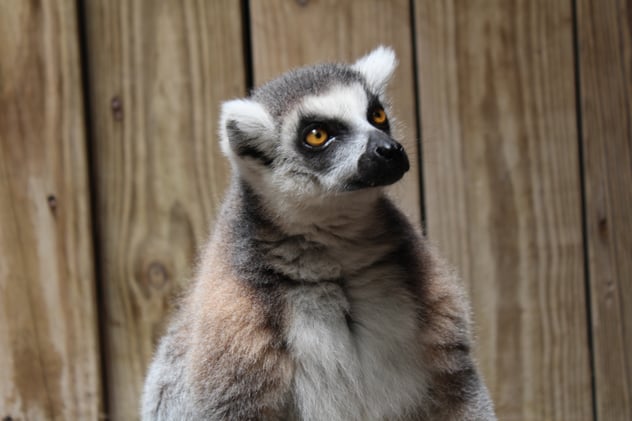 Close-up of a ring-tailed lemur at Wild Florida Adventure Park.