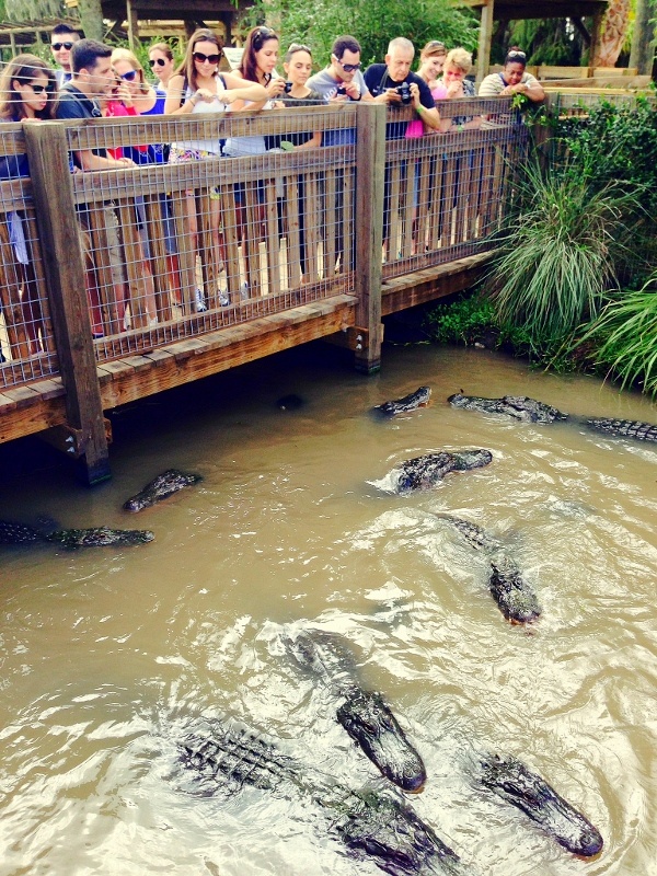 How a company retreat to Wild Florida will motivate staff and improve ...