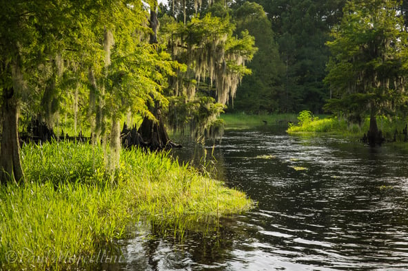 The Florida Everglades