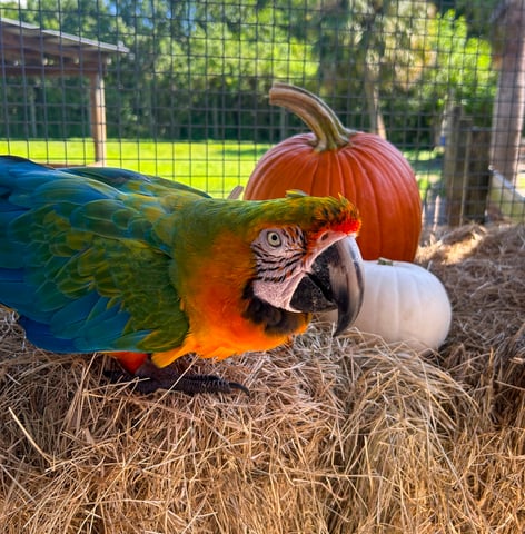 A parrot site with a couple of pumpkins at Wild Florida
